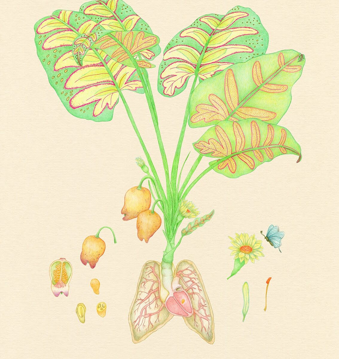 Herbier A. Lachance La Joie